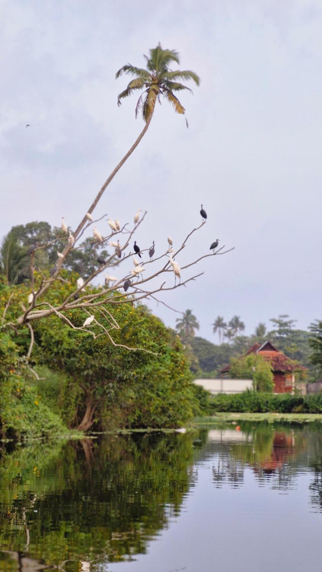 Bed and Breakfast Gypsea Marari Alappuzha Zewnętrze zdjęcie